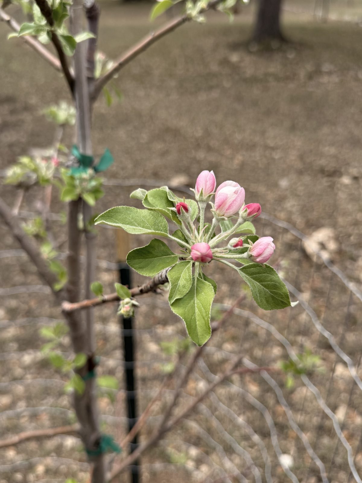 Apple blossoms at Honey Bunches of Oaks
