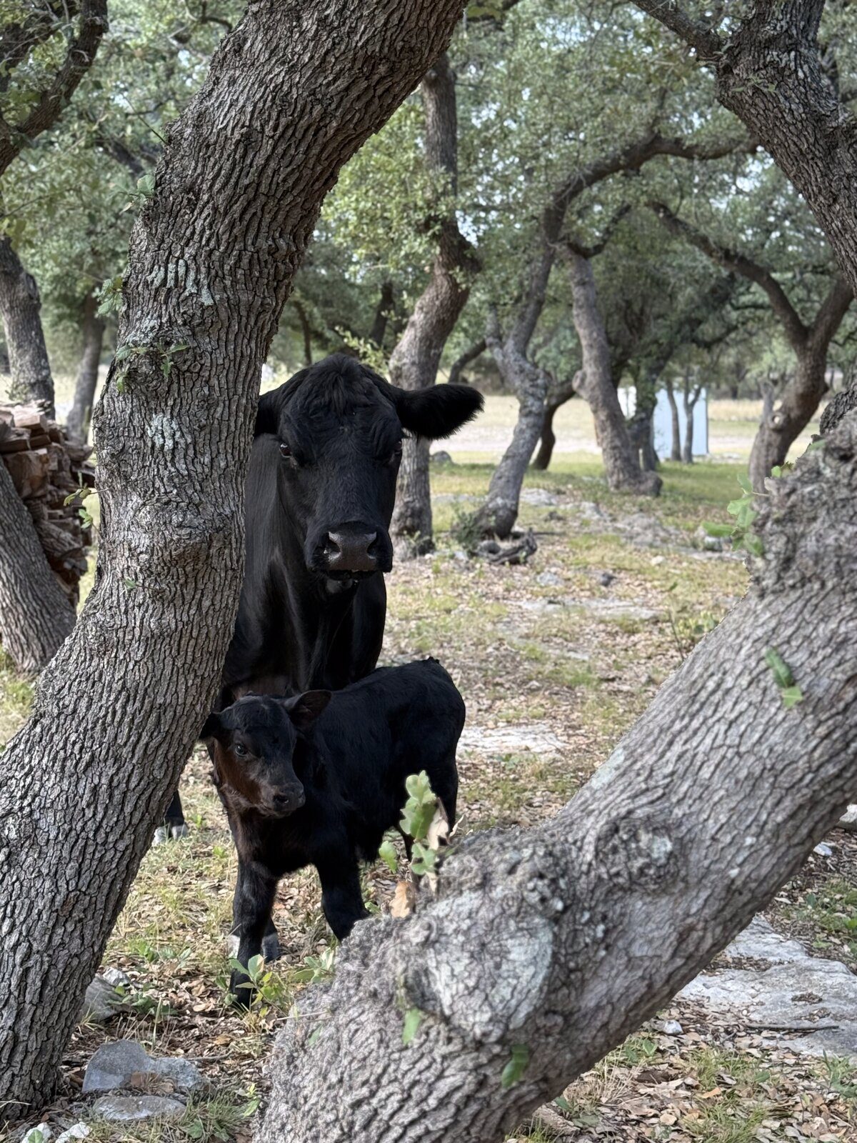 Black Angus cow and calf resting under live oak trees at Honey Bunches of Oaks ranch, Dripping Springs TX