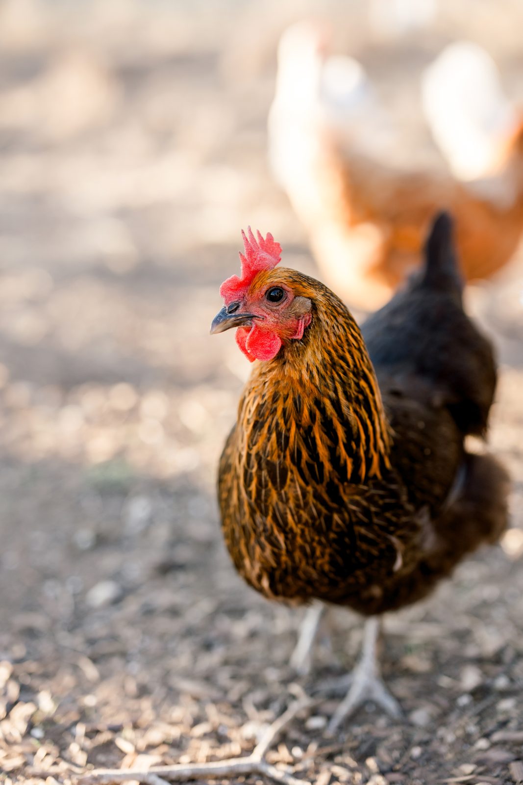 Black hen in barn light at Honey Bunches of Oaks — pasture-raised flock, Dripping Springs TX