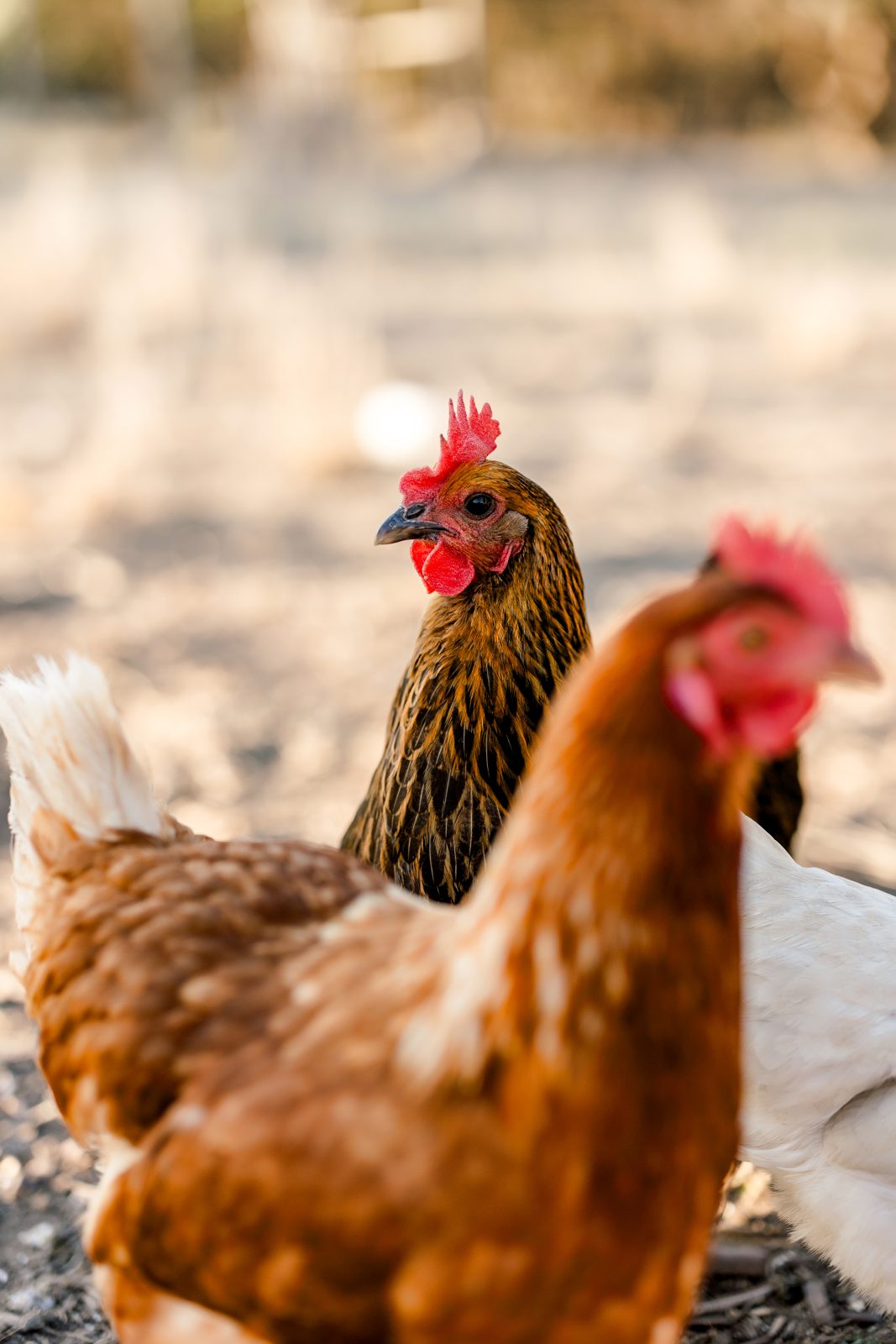 Pasture-raised flock foraging on open land at Honey Bunches of Oaks ranch, Dripping Springs TX