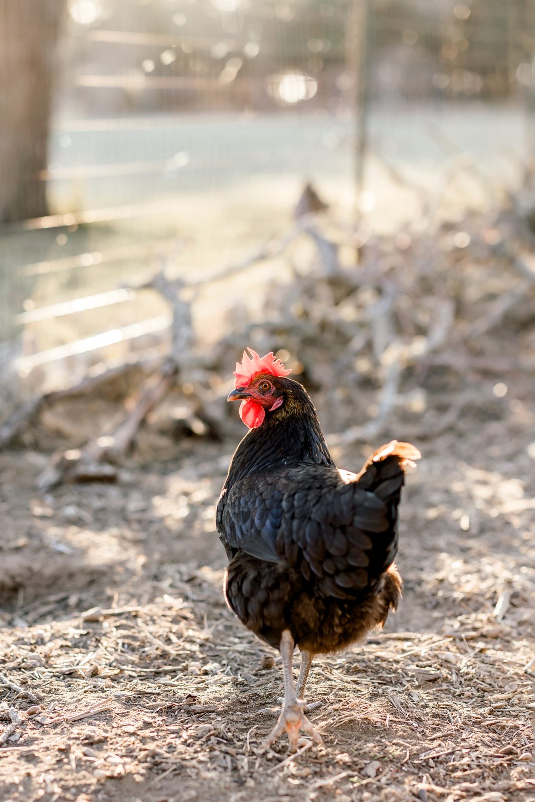 Brown hen foraging at golden hour on the pasture at Honey Bunches of Oaks, Dripping Springs TX