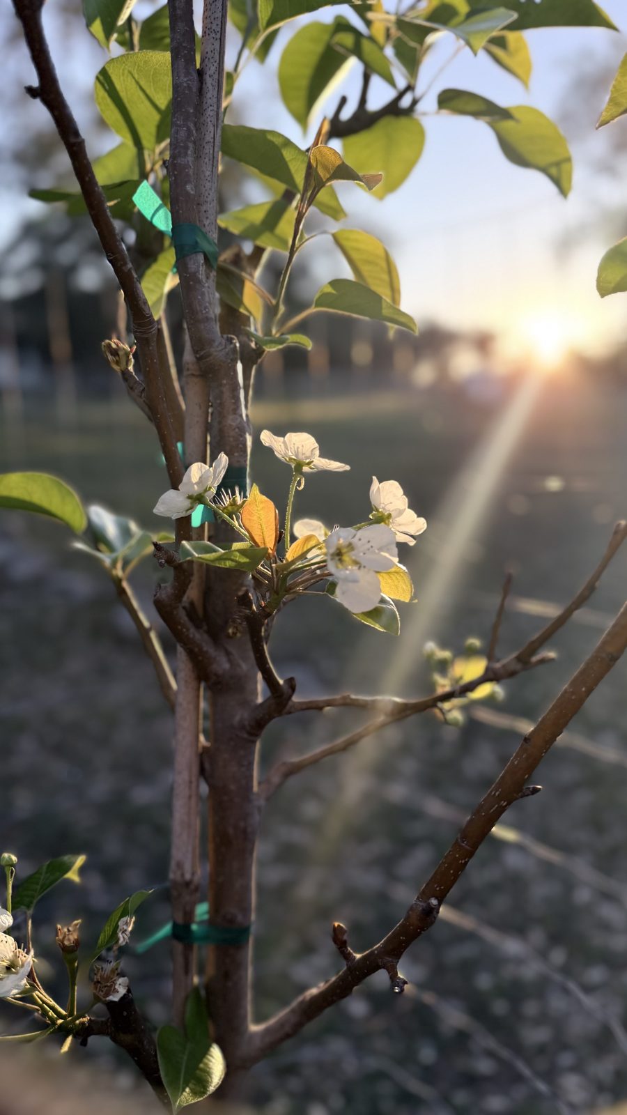 Kiefer pear tree in bloom at golden hour, Honey Bunches of Oaks orchard, Dripping Springs Texas