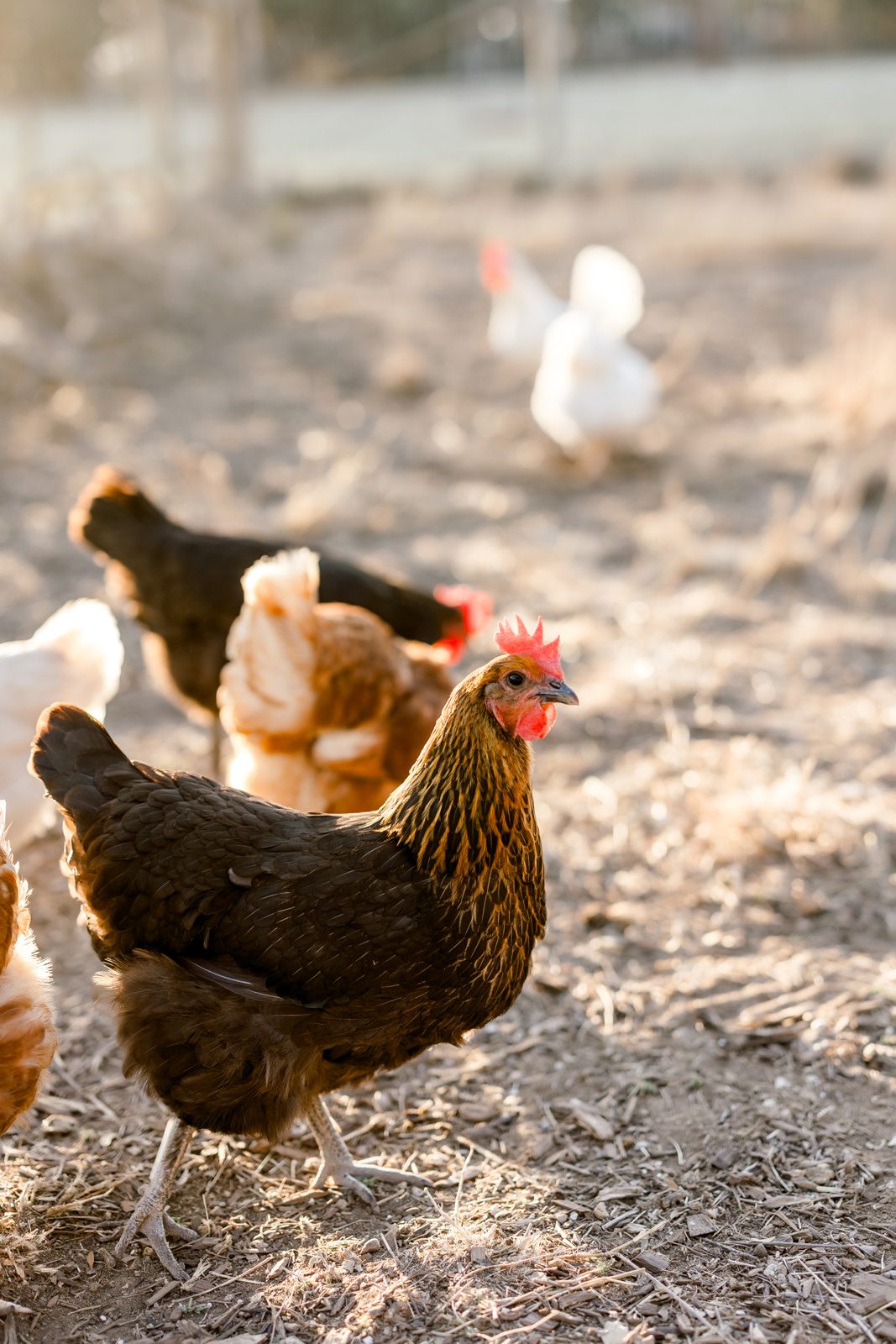Mixed flock of hens on pasture at Honey Bunches of Oaks — Hill Country farm near Wimberley TX