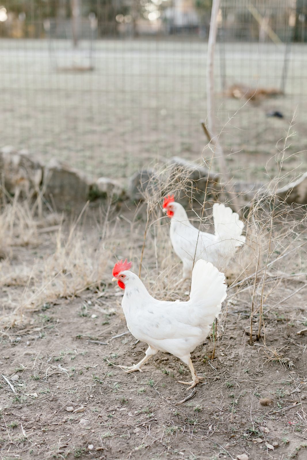 White hens by the fence at Honey Bunches of Oaks pasture, Dripping Springs TX — farm fresh eggs near Bee Cave